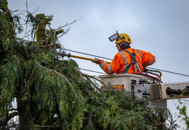 Best Storm Damage Tree Cleanup  in Altamonte Springs, FL