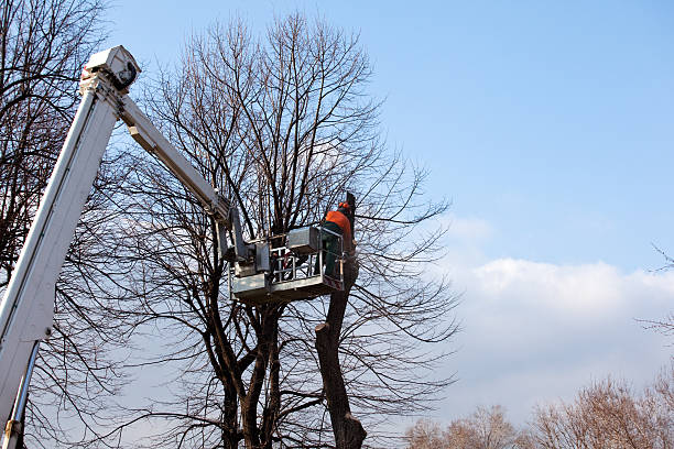 Best Emergency Tree Removal  in Altamonte Springs, FL